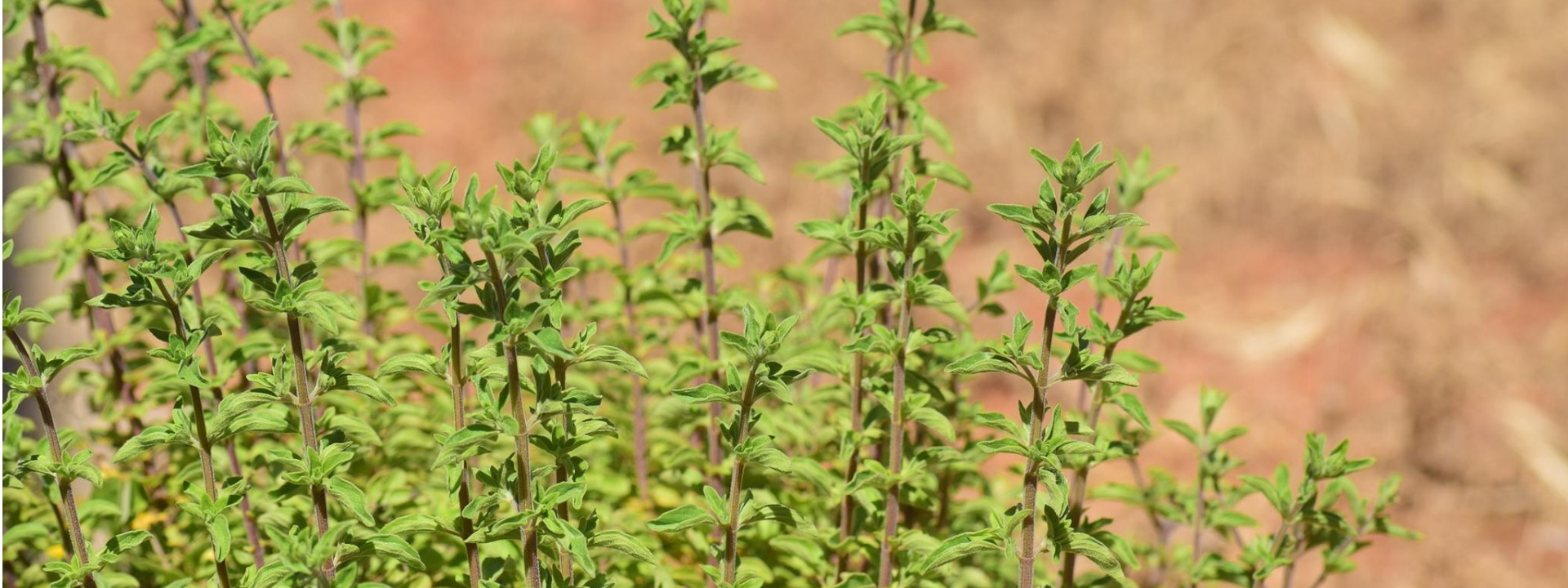 תבלינים שנשתמש בהם בקורס בישול בריא